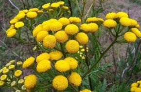 Enem from tansy
