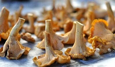 Chanterelles mushrooms to remove pests from the body