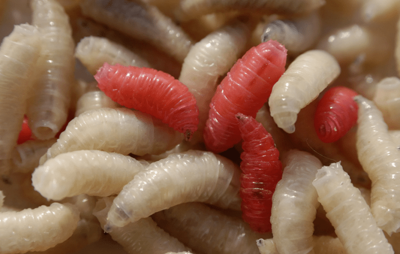 Types of pests