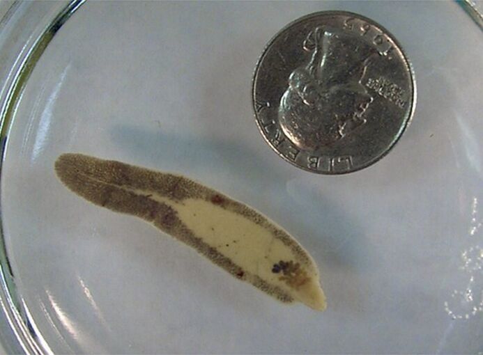 Groove size compared to a coin